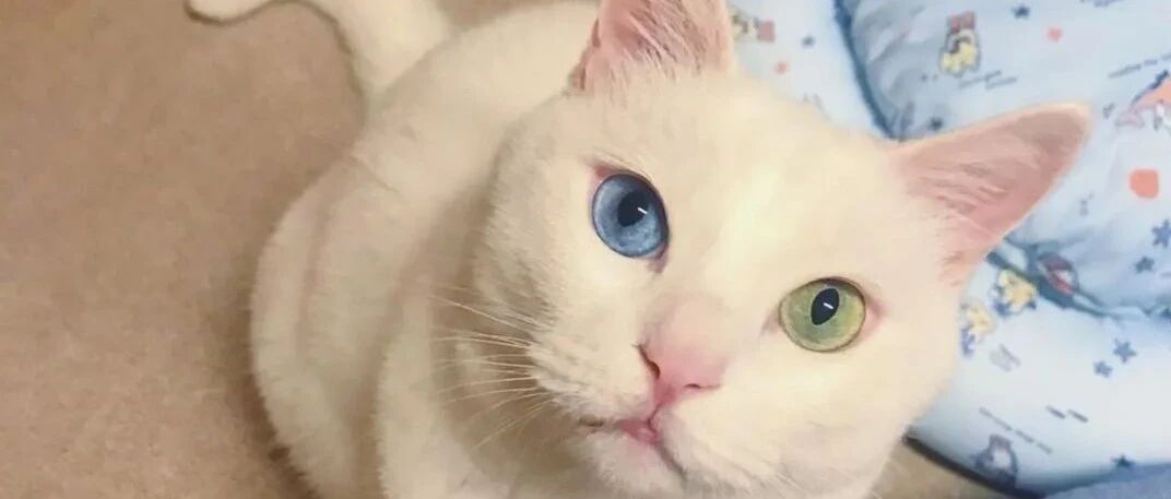 鸳鸯眼白猫都是聋子，这是真的吗？