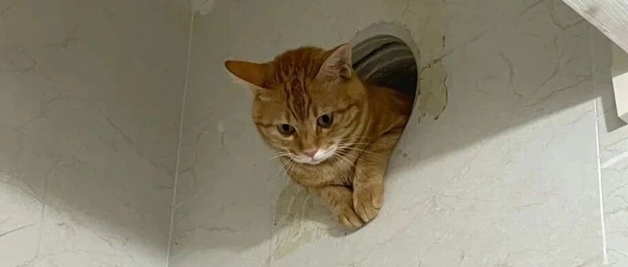 “救命家银们！为了看我洗澡，我的猫也是拼了！”