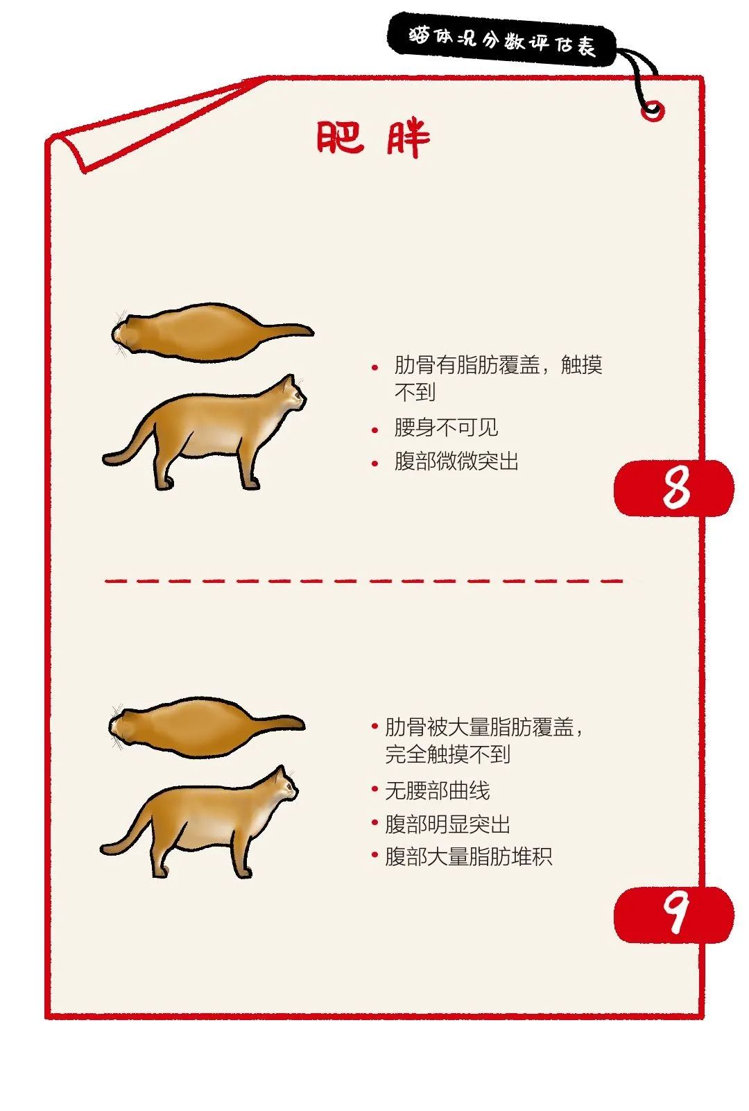 幼貓選糧這道大題，遵循以下步驟，保你得高分！ 寵物 第21張