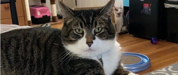 猫：你别上班了，我偷东西养你！