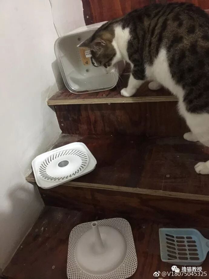 中華氣死貓能氣人到什麼程度？ 寵物 第15張