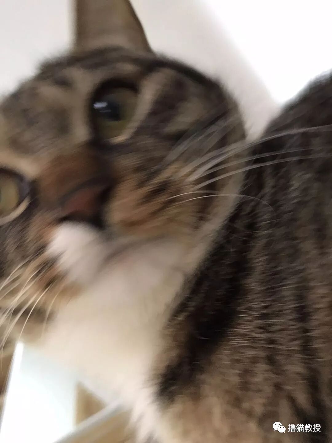 中華氣死貓能氣人到什麼程度？ 寵物 第34張