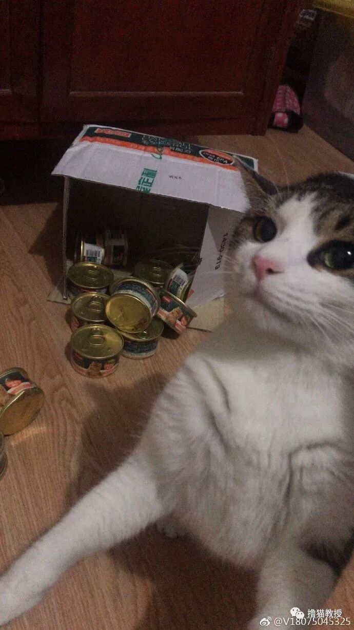 中華氣死貓能氣人到什麼程度？ 寵物 第11張