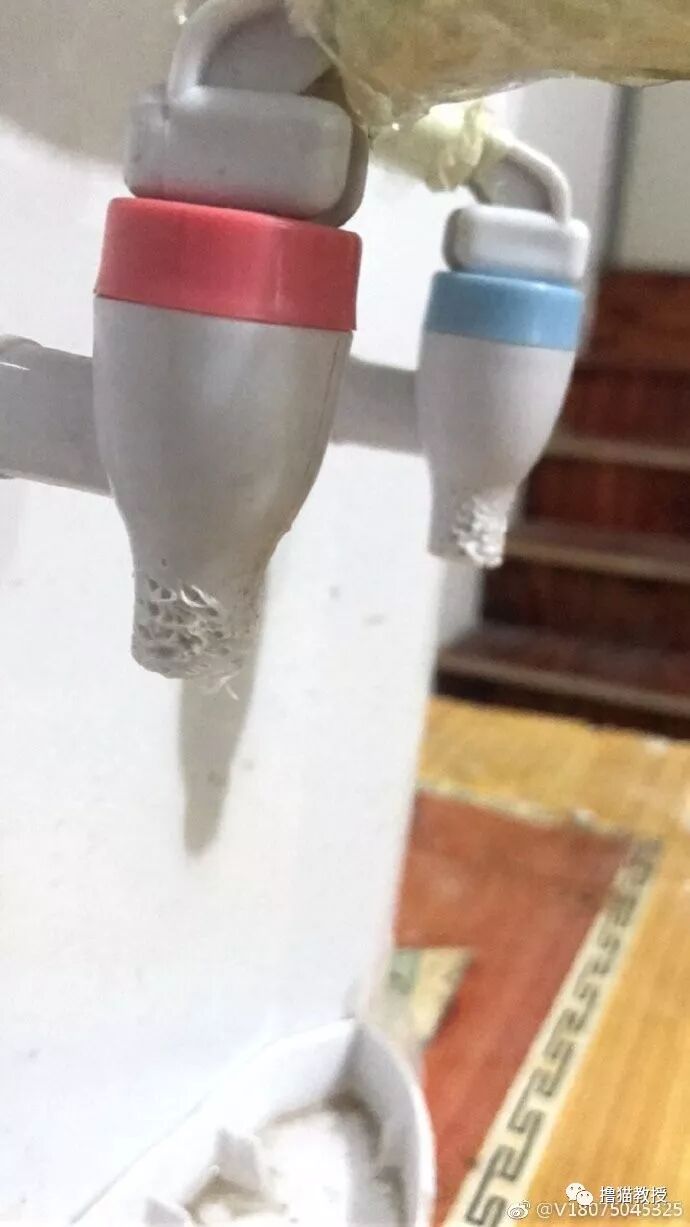 中華氣死貓能氣人到什麼程度？ 寵物 第18張