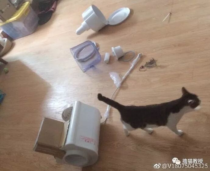 中華氣死貓能氣人到什麼程度？ 寵物 第16張