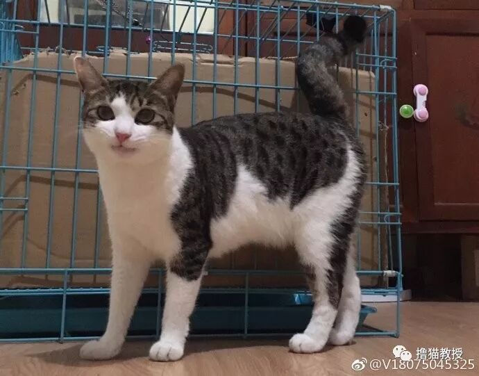 中華氣死貓能氣人到什麼程度？ 寵物 第19張