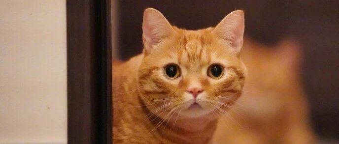 跟猫做朋友，原来可以保命......