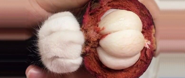 山竹那么大的猫爪，你吃不吃?