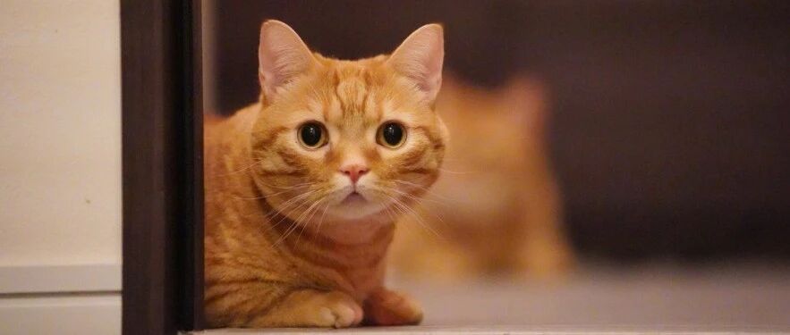 “怎么办？我家猫好像偷偷去蓝翔进修过”