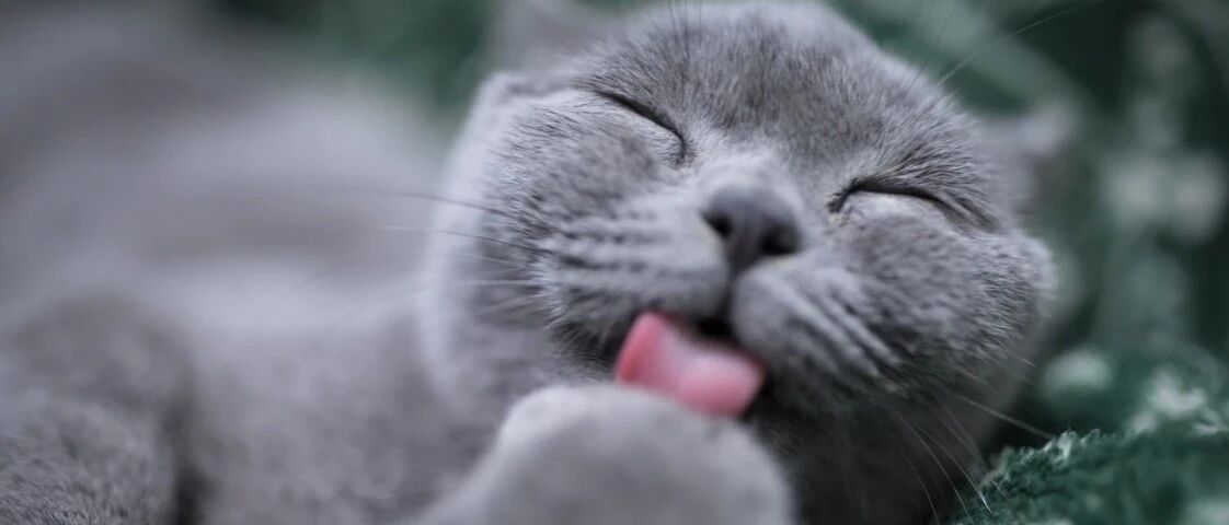 666份免费猫粮请你吃！加赠一年免费你来不来！