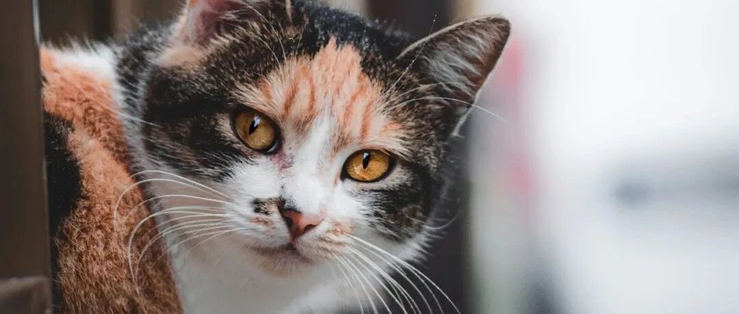 最后三天！快来留言支持《反虐待动物法》