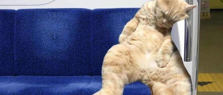 累了一天，社畜大橘猫一上地铁就睡着了...