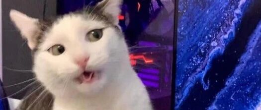 有些猫啊，就是吃了没有文化的亏...