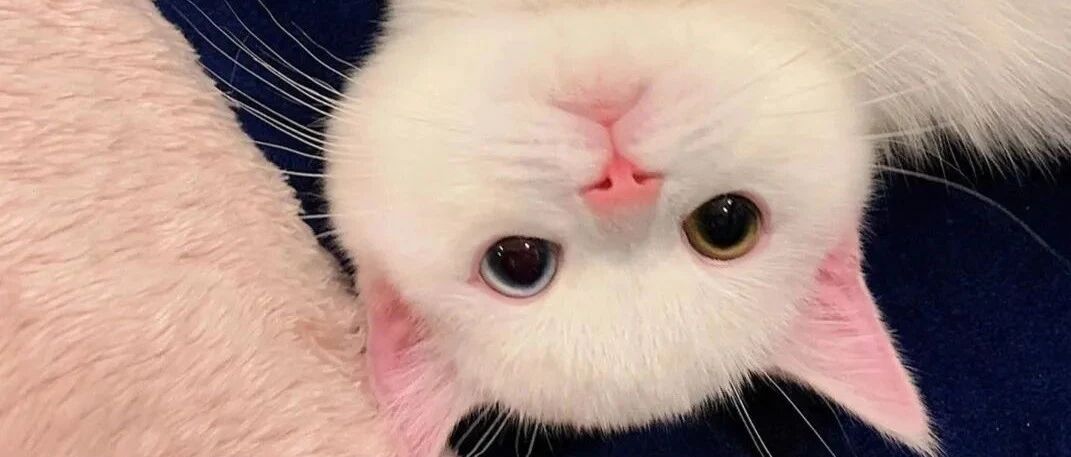 养猫后，这10件奇怪的事你一定做过！