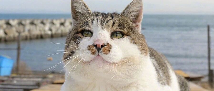 猫吃鱼多了，会变成海豹吗？