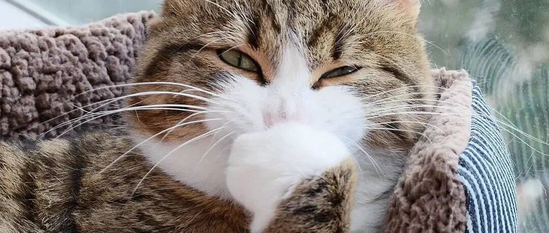 火遍全网的微笑猫咪7岁啦！它感动全球粉丝背后还有一个秘密……