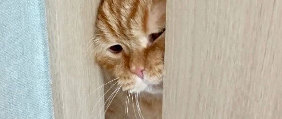 感动哭！脱光光洗澡的时候，四只猫担心得轮流挤门来探望...