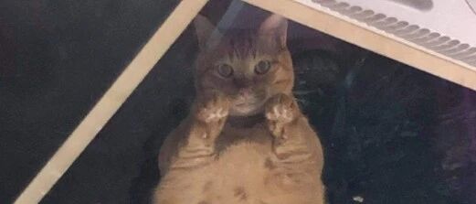 温馨提示：你已进入猫猫监控区，请注意言行...