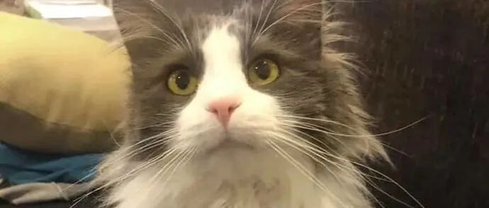 消失三天不见，猫咪最后竟然欠了一屁股债回来了……