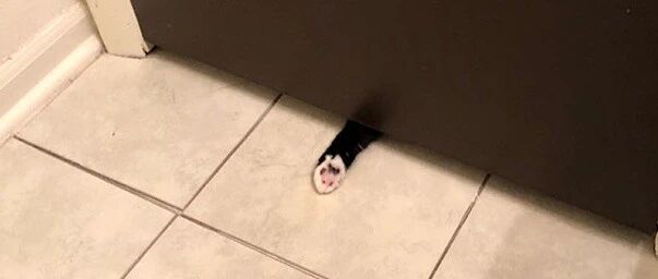 养猫的人，上厕所都不会孤独......