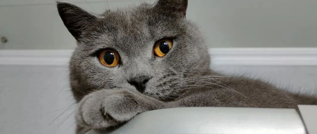 我在吃土的时候，猫咪都已经吃上这种肉了？