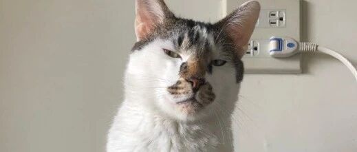 偷偷拍猫上厕所，差点被打...