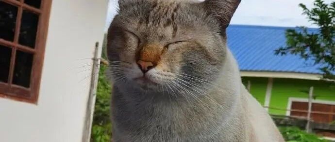 放弃幻想，一张图让我成功戒猫了！