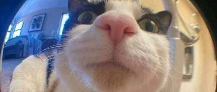 我家猫不对劲，太太太弱智了...