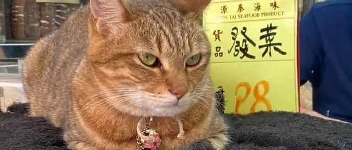 小猫咪也开始内卷了，摆摊卖货才能挣到小鱼干？