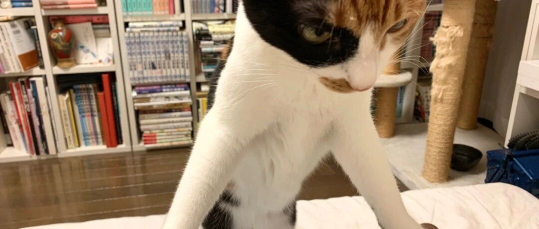 家里养了2年的猫，突然忘了自己是一只猫...