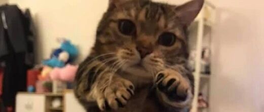 千万不要拿好吃的故意逗猫，不然的话......