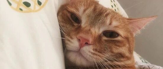 橘猫小时候有多软萌？没有对比就没有伤害！