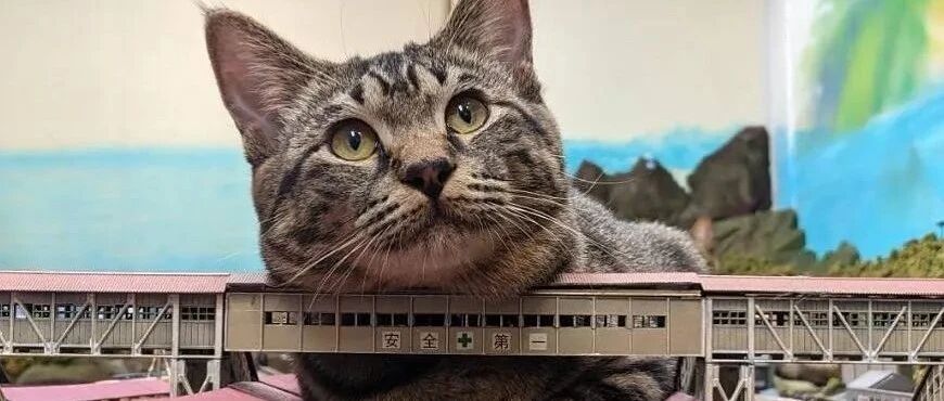 谁敢信？猫咪搞坏店内模型，反而让铲屎官发大财！！！