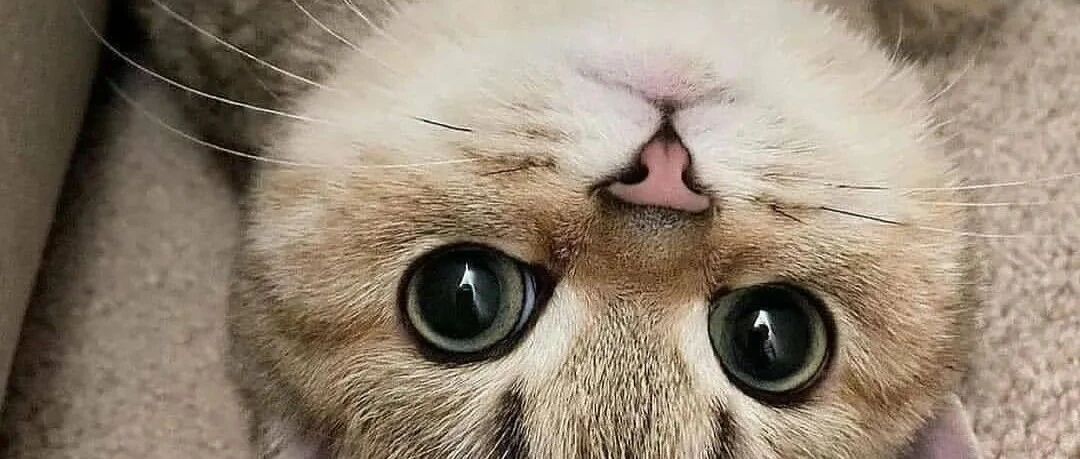 叫醒我的从不是闹钟，而是我家猫的臭屁…