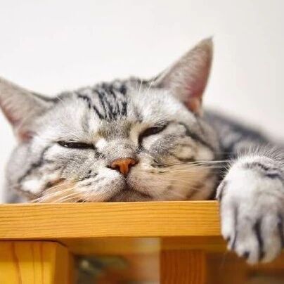 一只大脸猫的日常可以有多不容易？哈哈哈哈太难了！