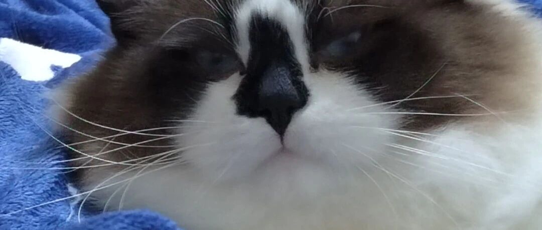 吸过那么多仙女布偶，胖仙女你肯定没见过吧！