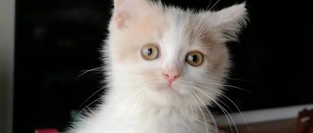 萌出鼻血的英短小猫咪，几年后……为何如此油腻！