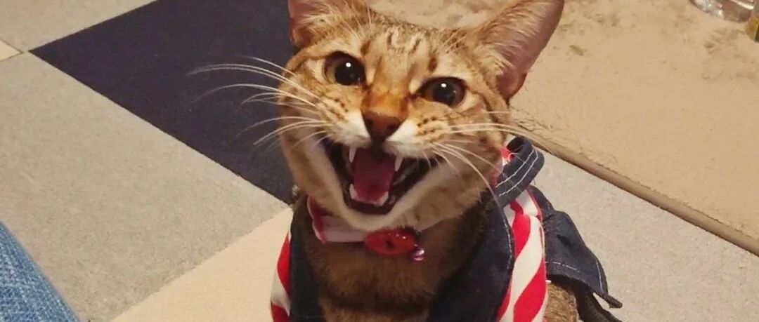 十二生肖嫌弃猫？当然不是，猫咪有自己的计谋……