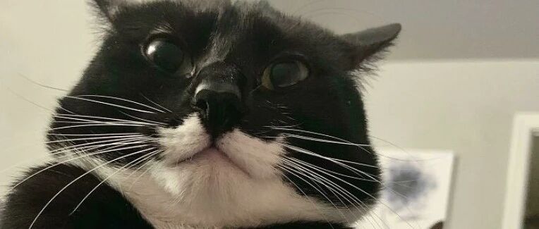 “我家猫好像出Bug了，谁能把它修好？”