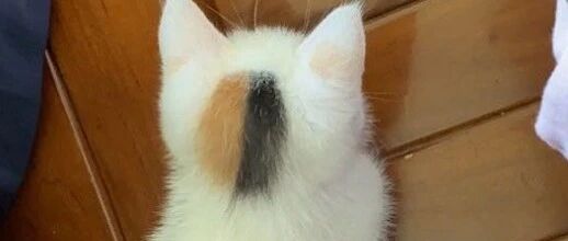 “我家里养着一只猫咪老师”