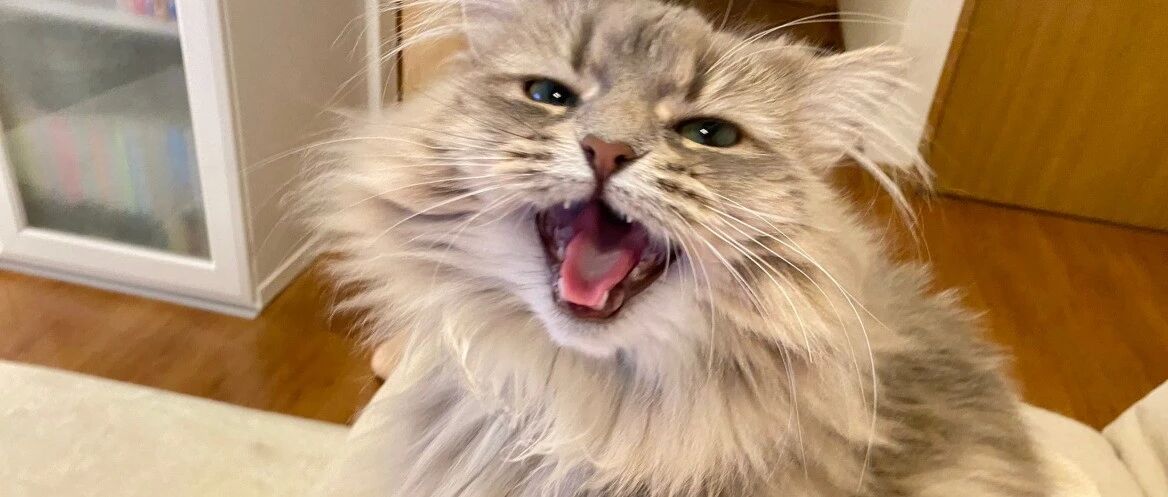 一组能听到声音的猫片，看完我满脑子都是喵喵喵喵喵喵喵喵喵喵喵喵喵喵喵喵喵喵喵喵喵...