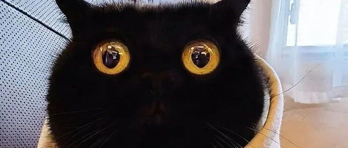 网红黑猫千岁岁中毒就医，凶手是家里一盆平平无奇的多肉？