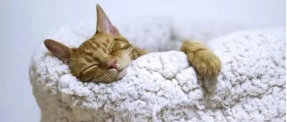 养什么样的猫最省心？猫：建议是看开点……