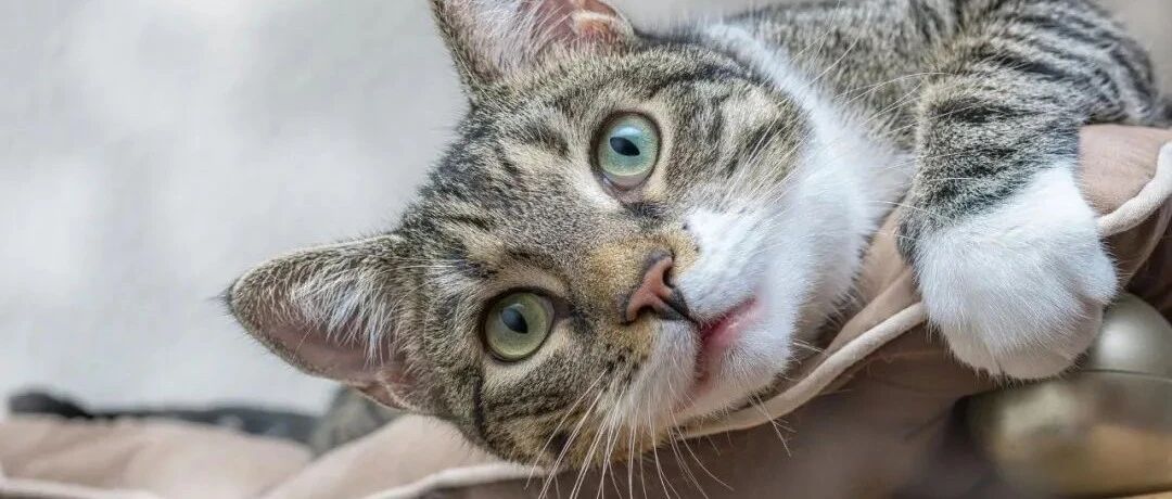 养猫真的很费钱吗？那是你以为，我有省钱小秘诀，建议收藏！