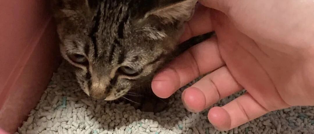 捡到干饭超猛的流浪猫，没几天就不吃了？医生的回答让铲屎官爆哭……