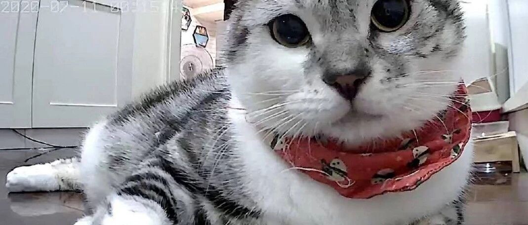 从监控里吸猫猫，别有一番可爱...