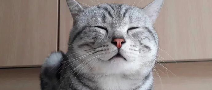 四只猫因为窗帘抓得好上热搜，铲屎官：情绪稳定，感觉挺好看的