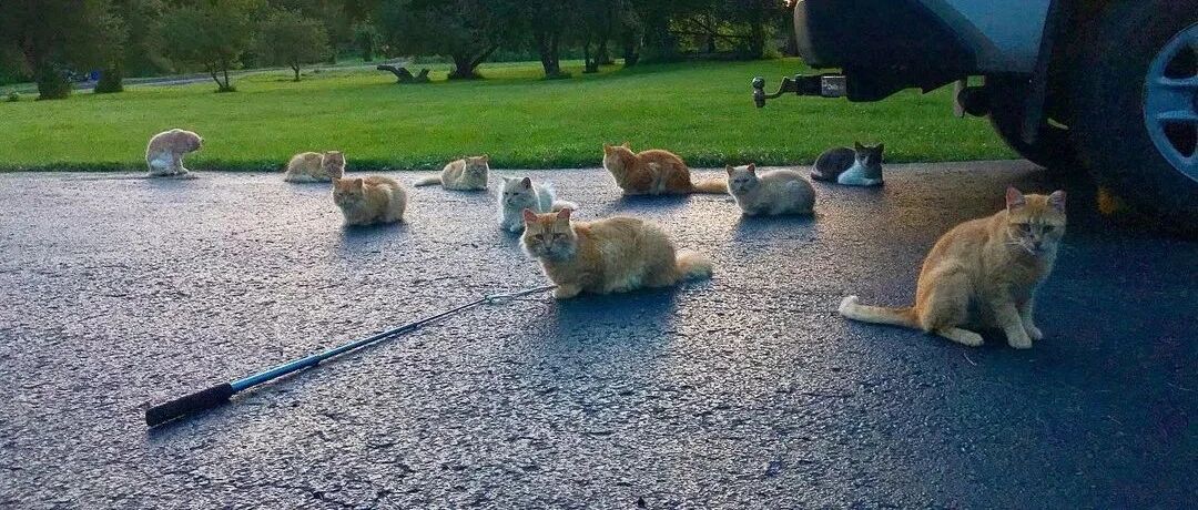 第一次养猫就遇到十几只野性未脱的“农场猫”，几年过去，真香！