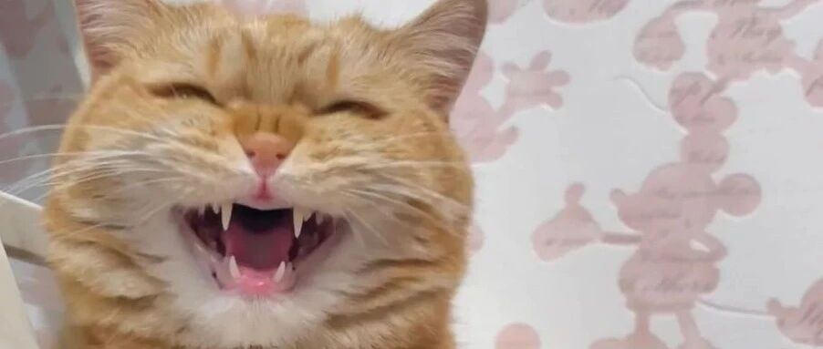 年度猫咪迷惑行为大赏，出门不敢说这是我养的！