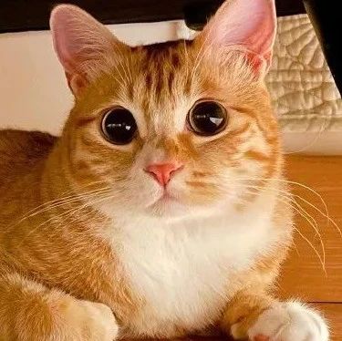 千万别和橘猫打架，因为最后放的大招难以承受...